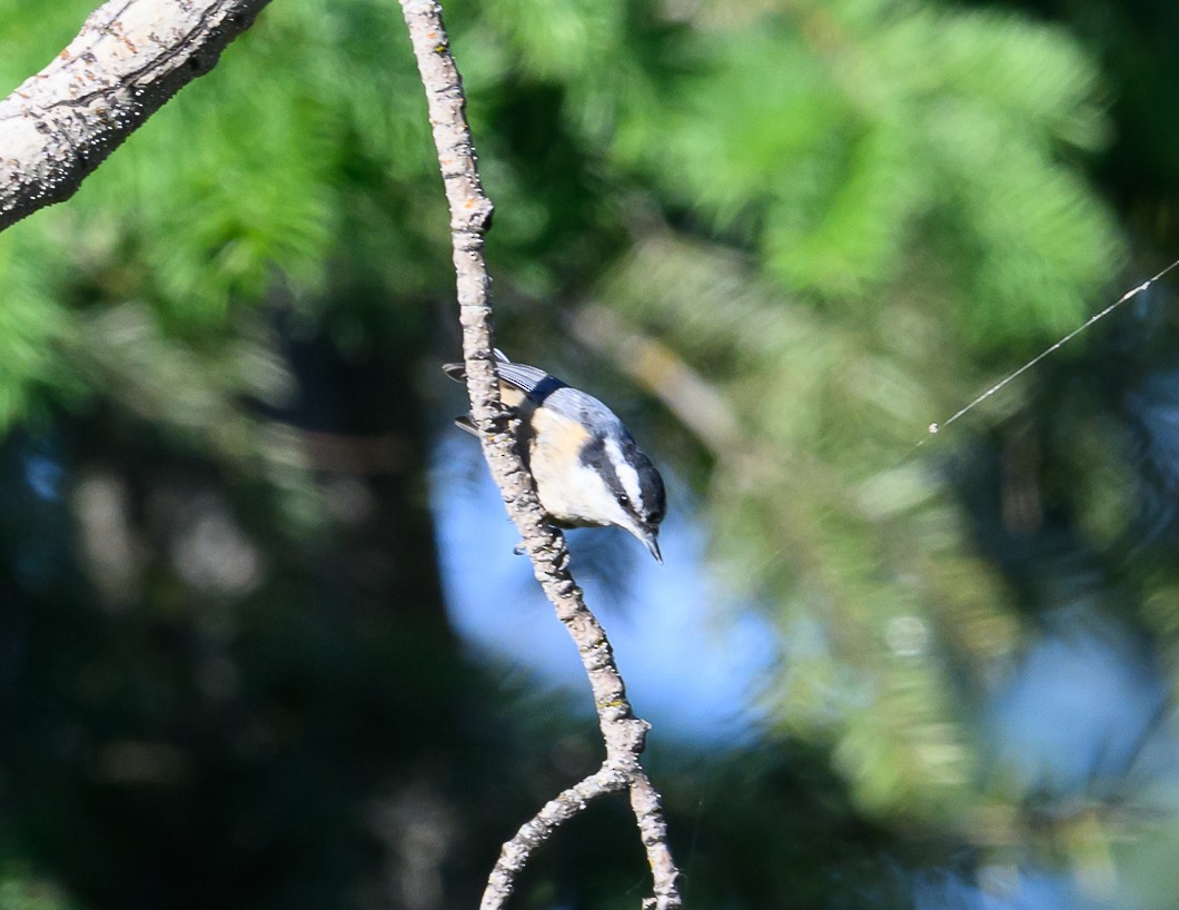 Red-breasted Nuthatch - ML620820714