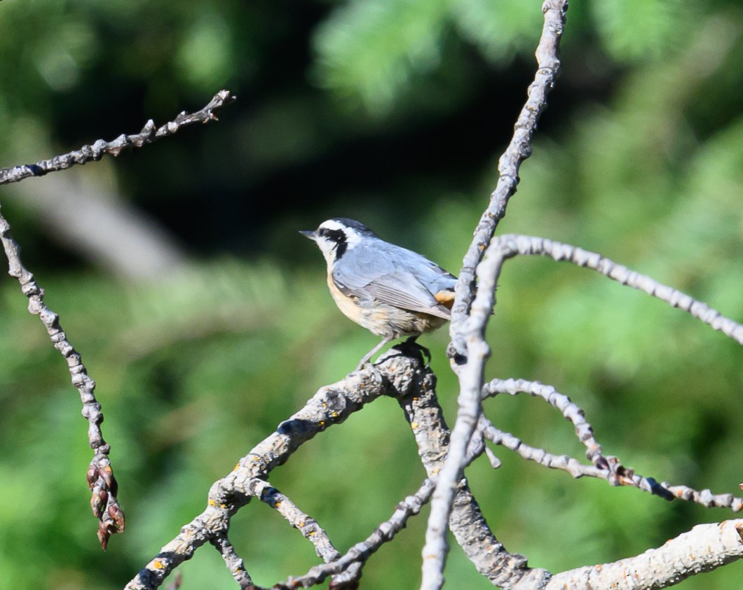 Red-breasted Nuthatch - ML620820715