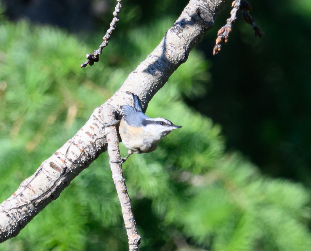 Red-breasted Nuthatch - ML620820716