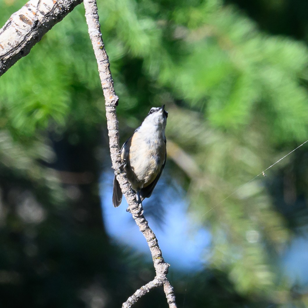 Red-breasted Nuthatch - ML620820717