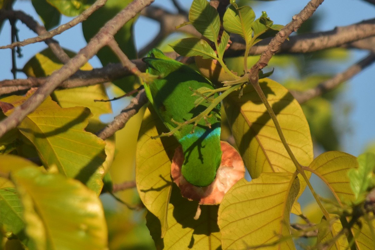 Guaiabero lunulé - ML620820720