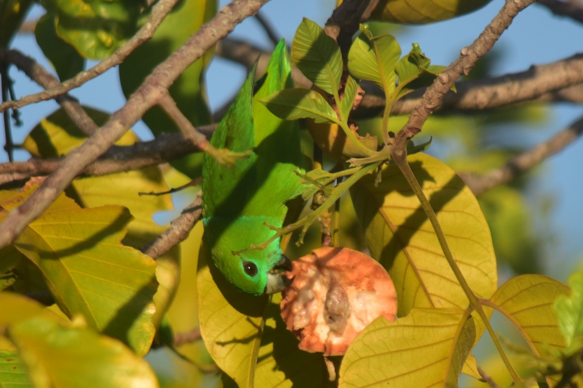 Guaiabero lunulé - ML620820721