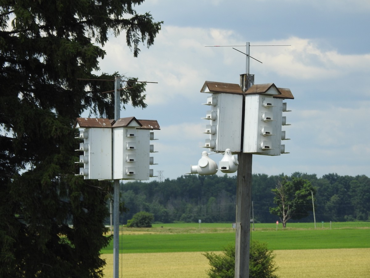 Purple Martin - ML620820723