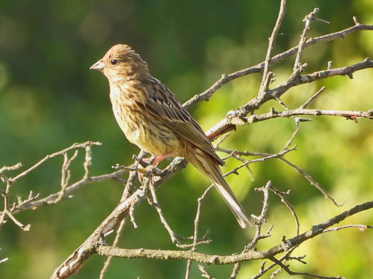 Yellowhammer - ML620820729