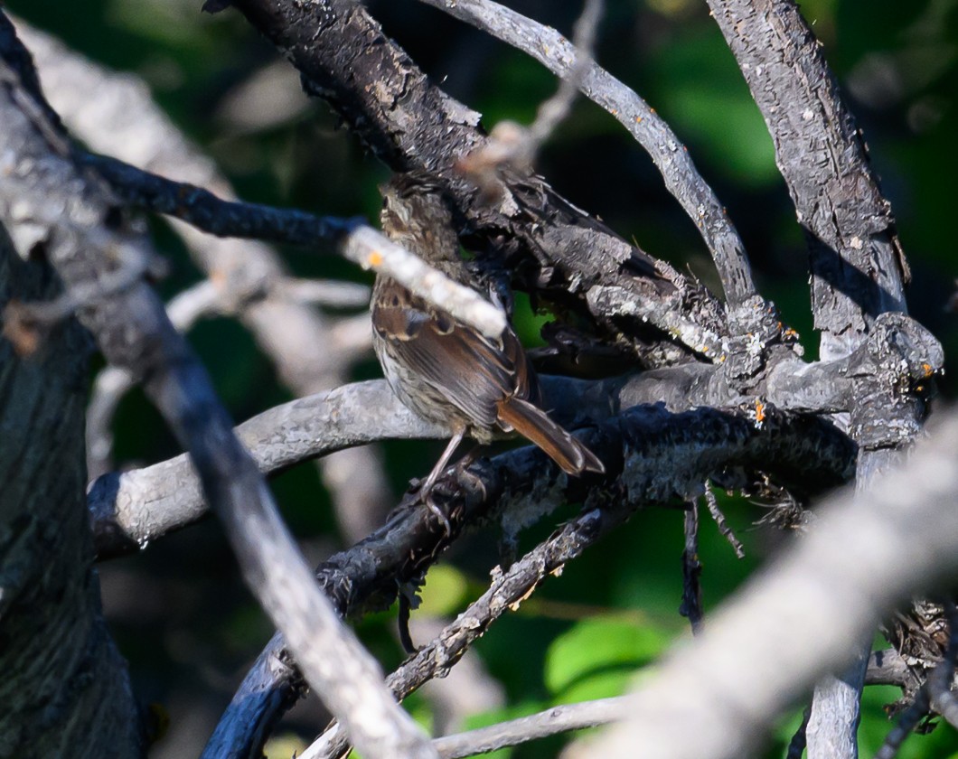 Song Sparrow - ML620820731