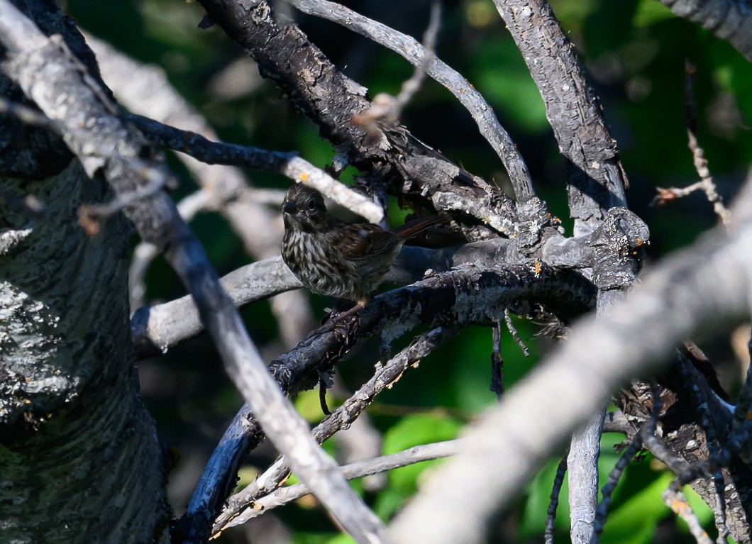 Song Sparrow - ML620820733