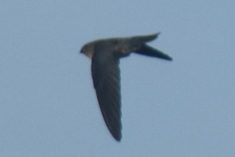 Ridgetop Swiftlet - ML620820736