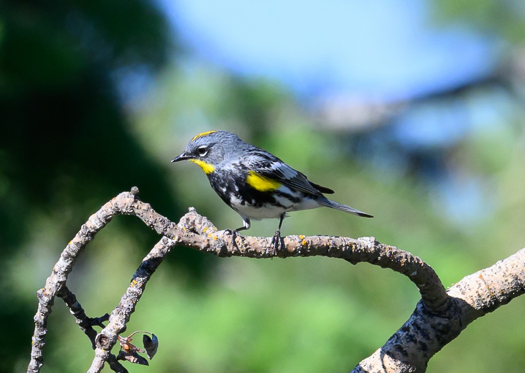 Yellow-rumped Warbler - Bert Filemyr