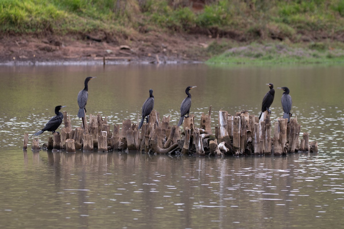 Neotropic Cormorant - Celso Modesto Jr.