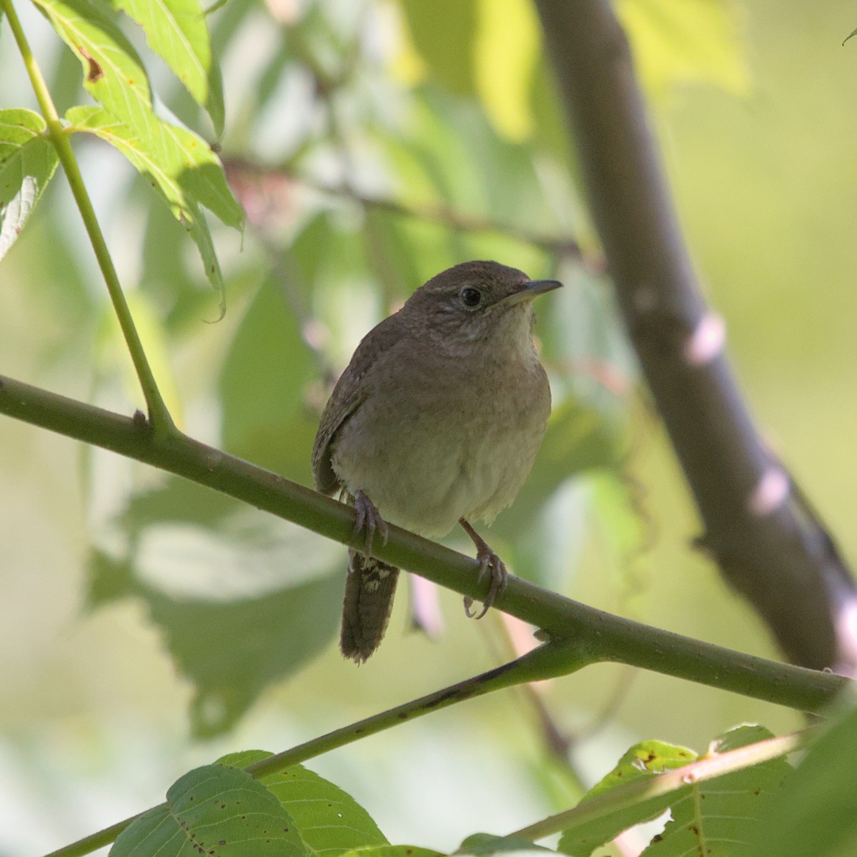 House Wren - ML620820743