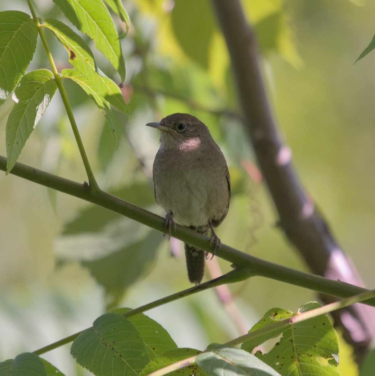 House Wren - ML620820744