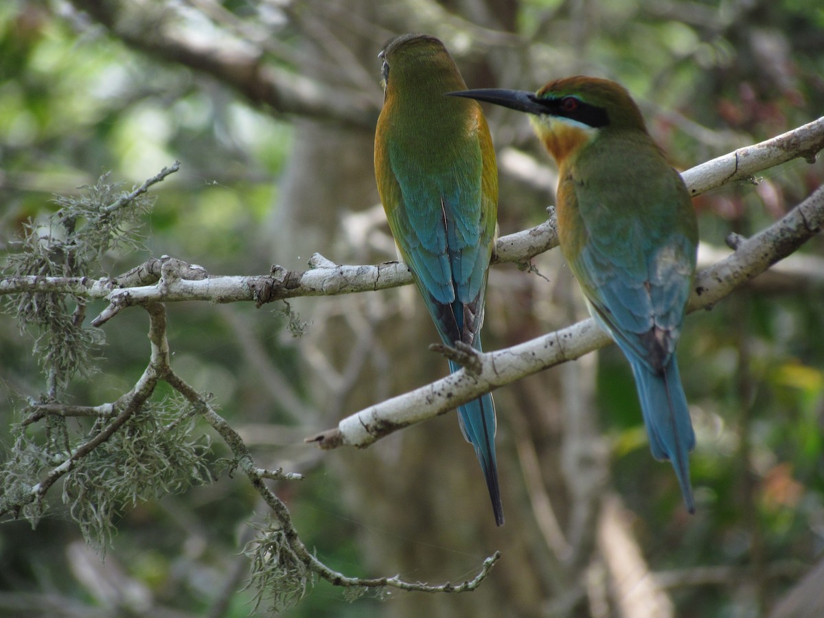 Blue-tailed Bee-eater - ML620820745