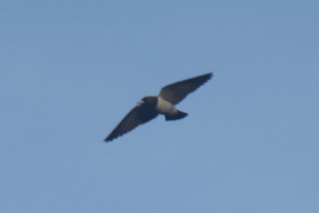 White-breasted Woodswallow - Datulabi Jr. Untong