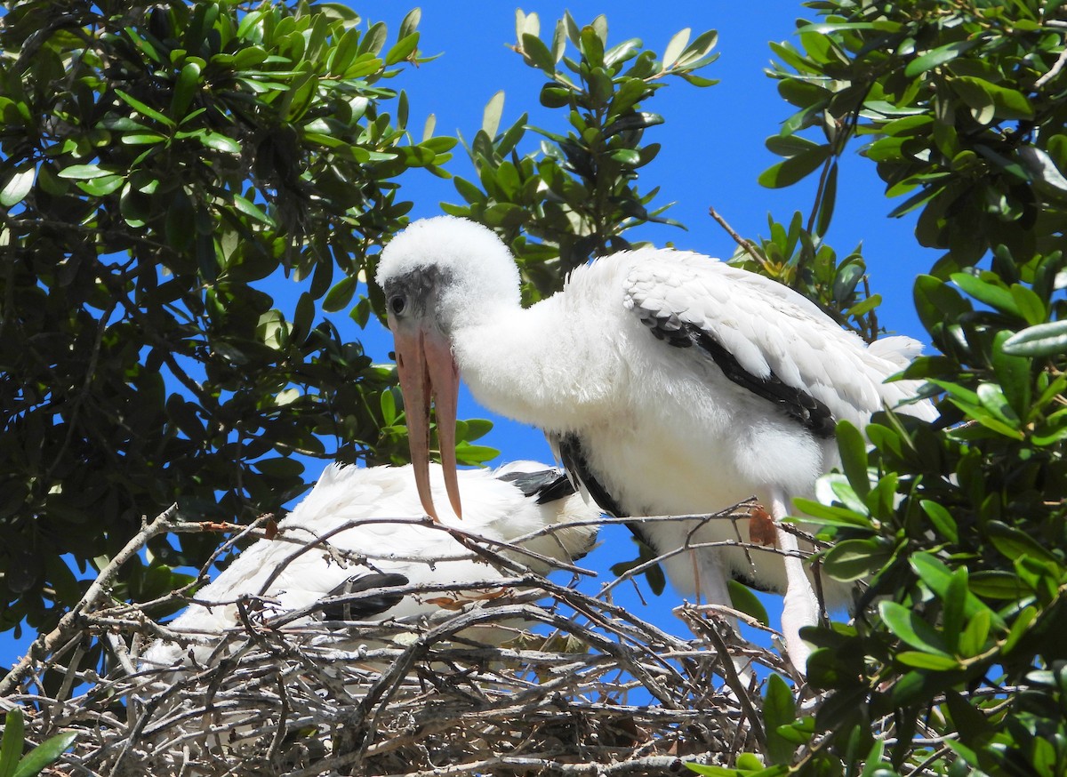 Wood Stork - ML620820749