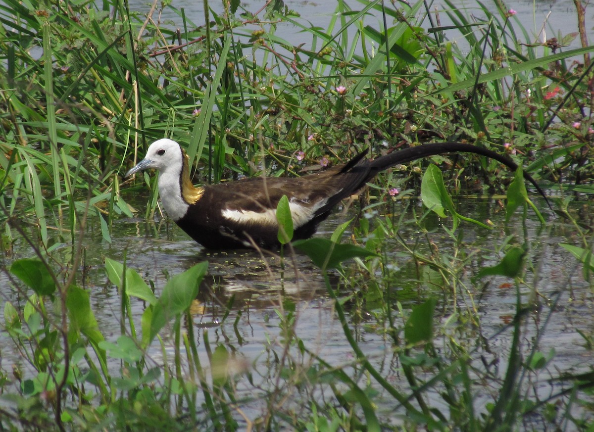 Pheasant-tailed Jacana - ML620820751