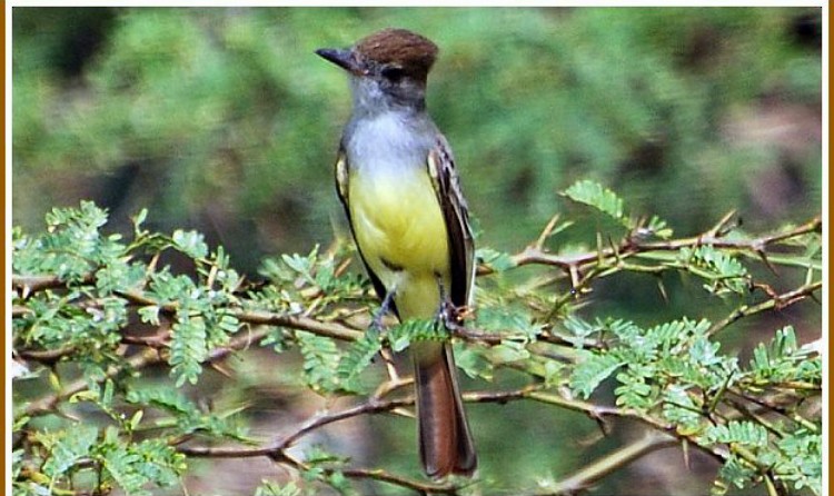 Brown-crested Flycatcher - ML620820752