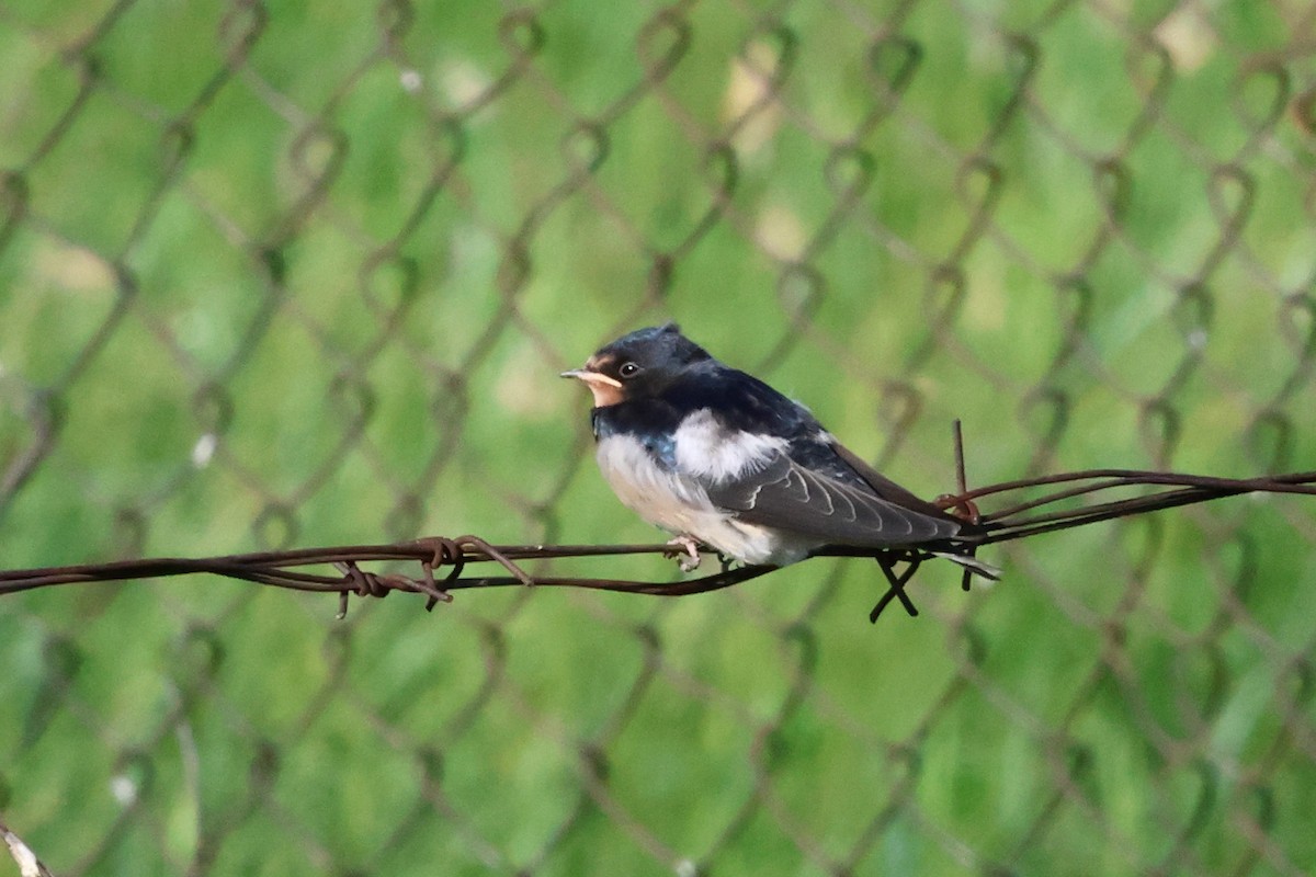 Barn Swallow - Christian Goenner