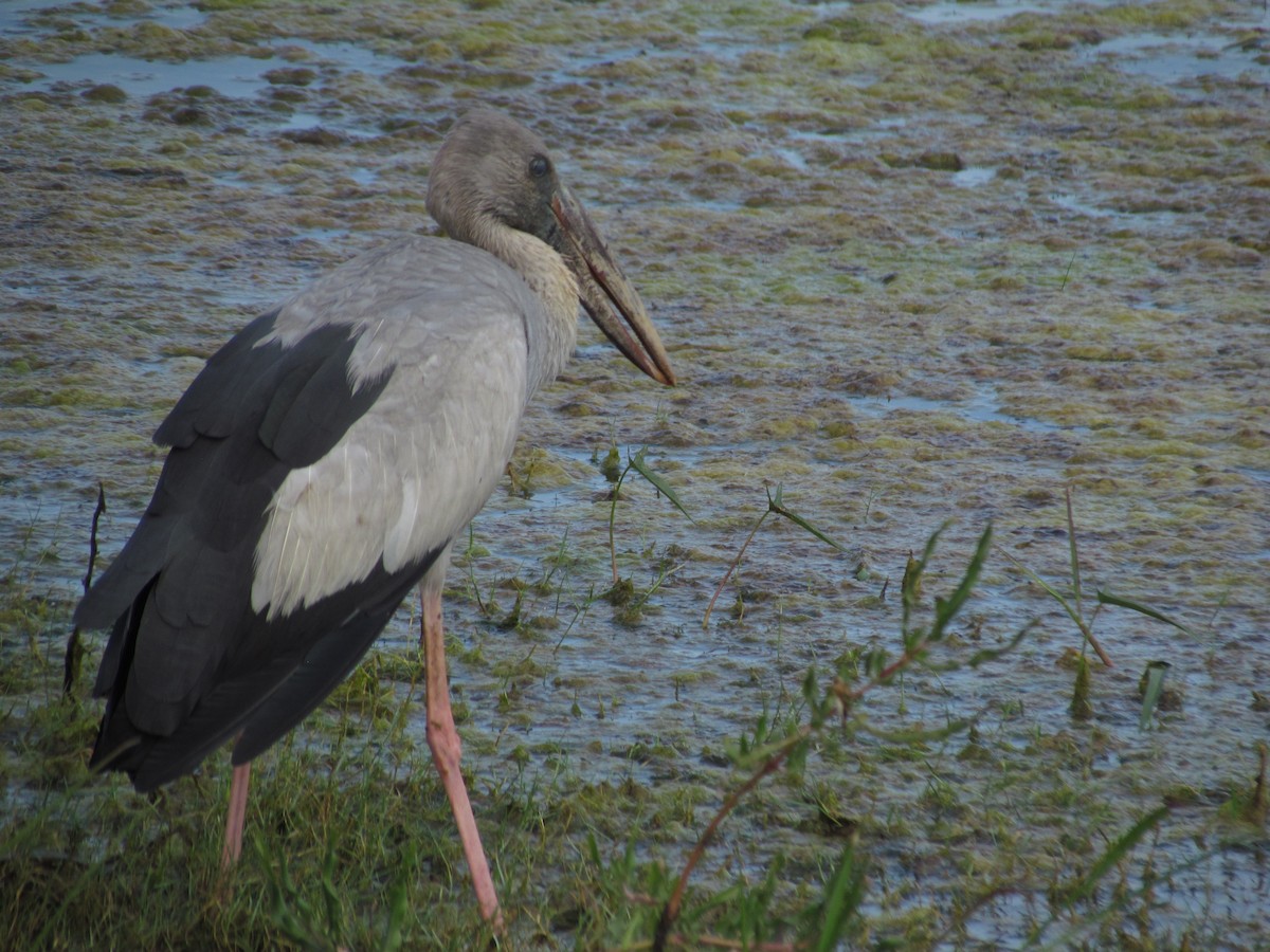 Asian Openbill - ML620820755