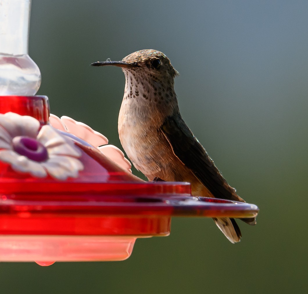 Calliope Hummingbird - ML620820756