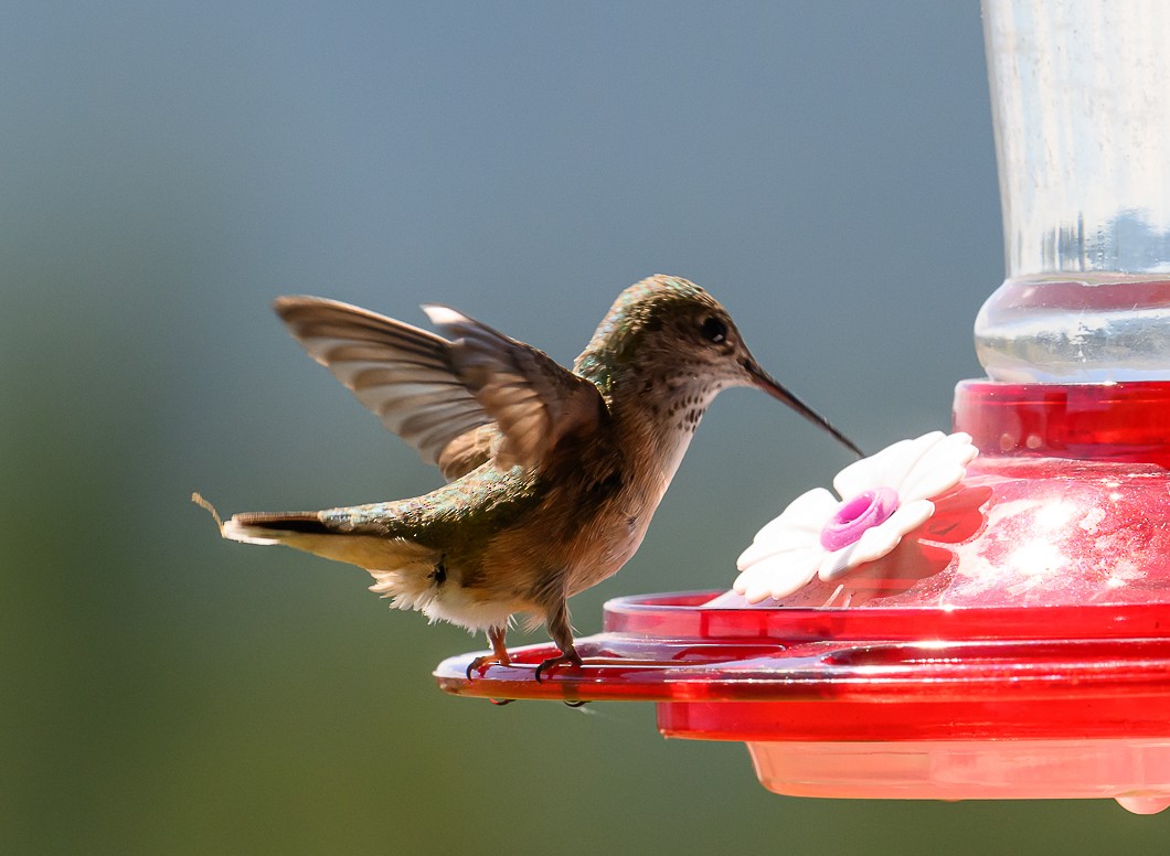 Calliope Hummingbird - ML620820759