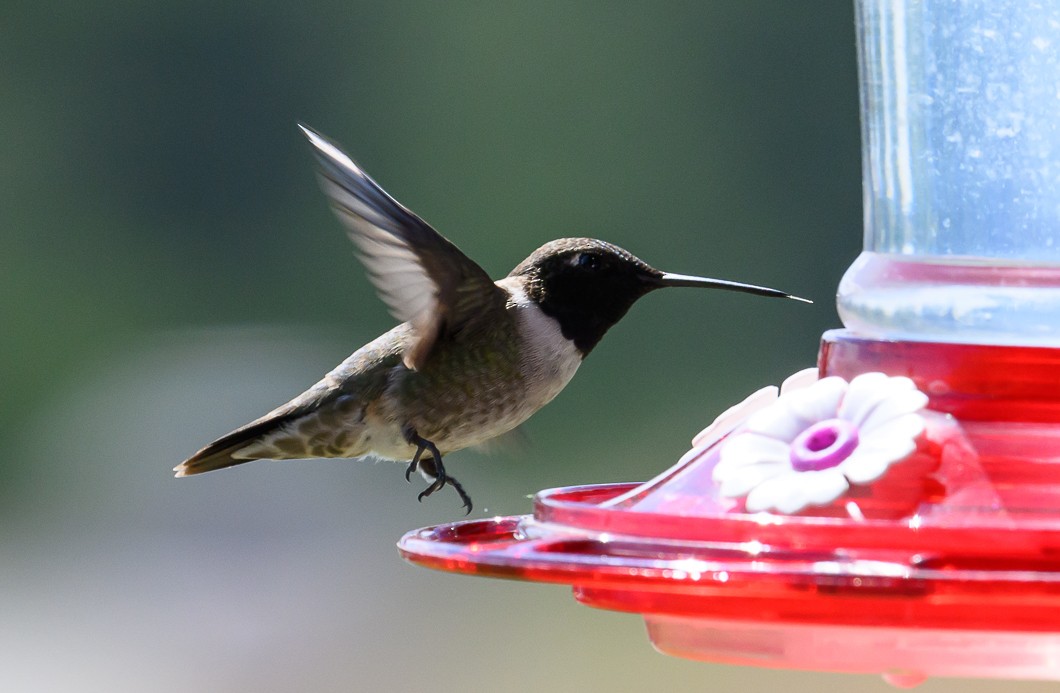 Black-chinned Hummingbird - ML620820760