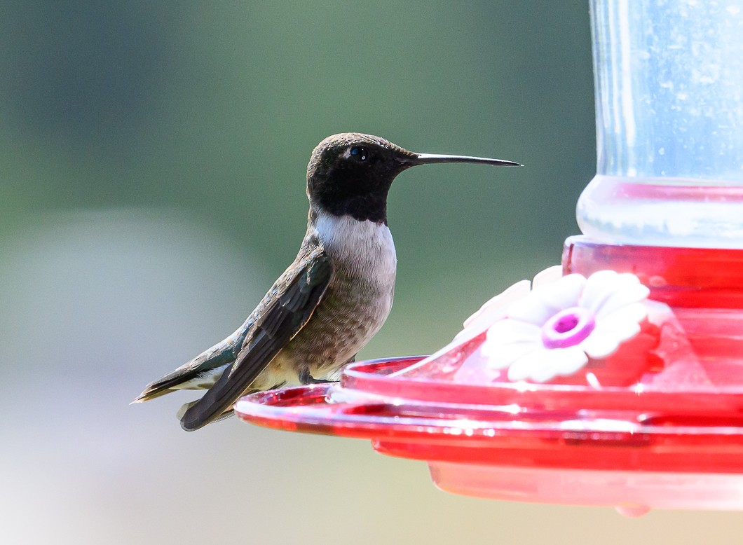 Colibri à gorge noire - ML620820761