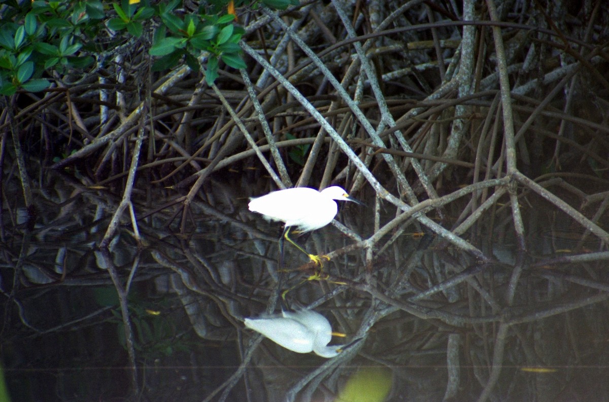 Snowy Egret - ML620820762