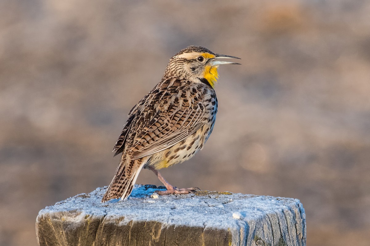 Western Meadowlark - ML620820763