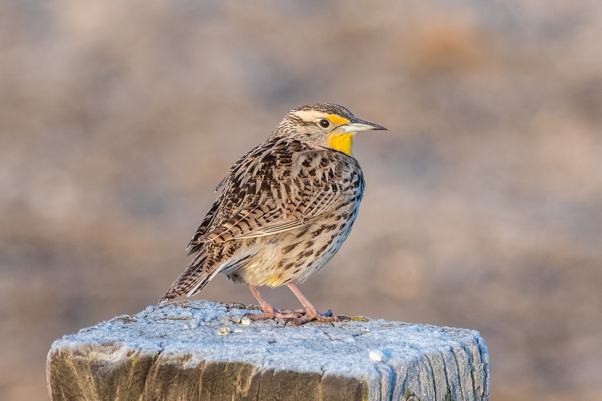 Western Meadowlark - ML620820764