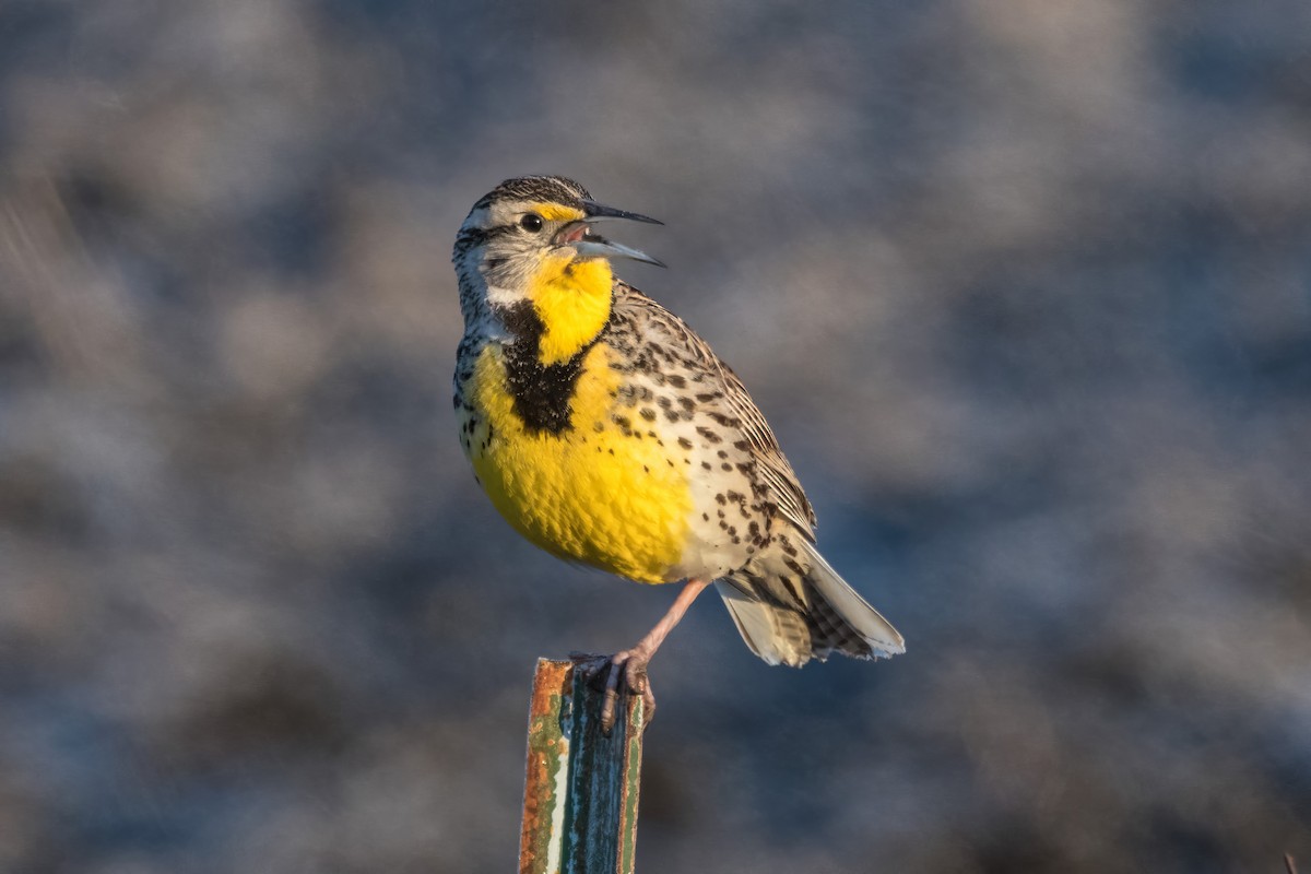 Western Meadowlark - ML620820765