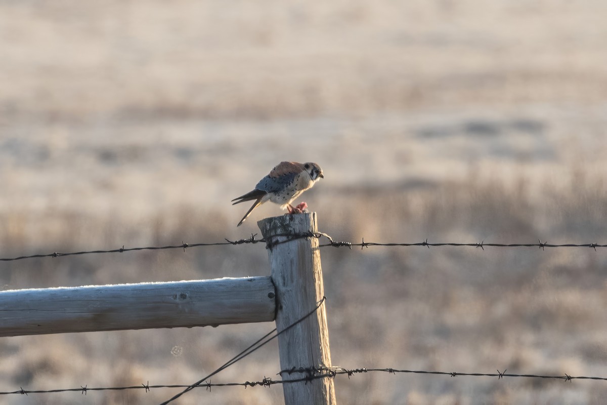 American Kestrel - ML620820766