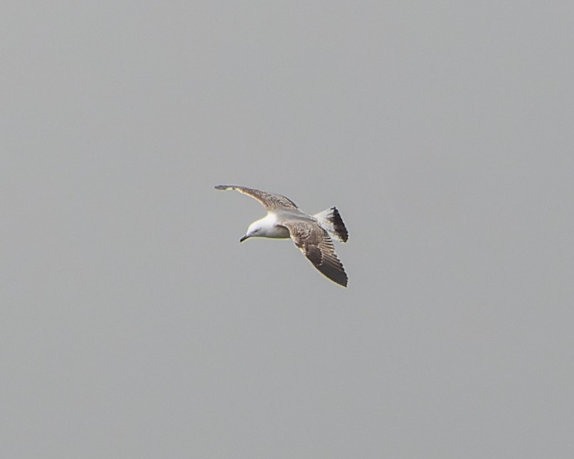 Yellow-legged Gull - ML620820772