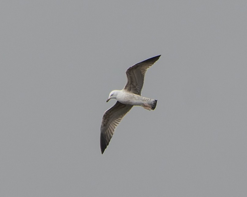 Yellow-legged Gull - ML620820773