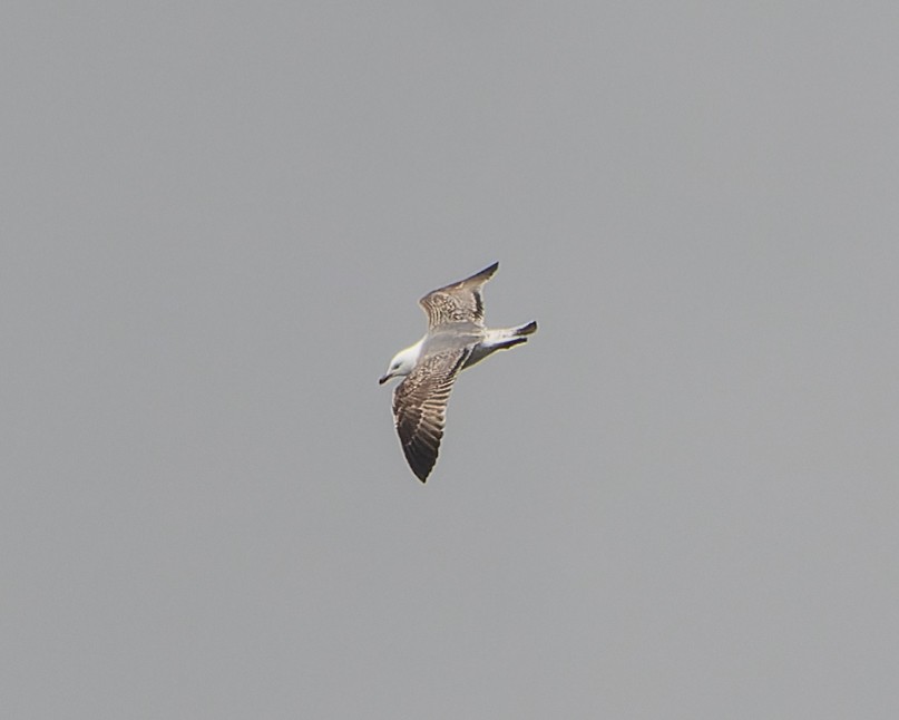 Yellow-legged Gull - Magnus Andersson