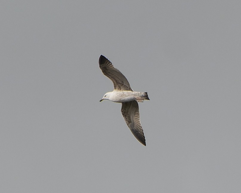 Yellow-legged Gull - ML620820782