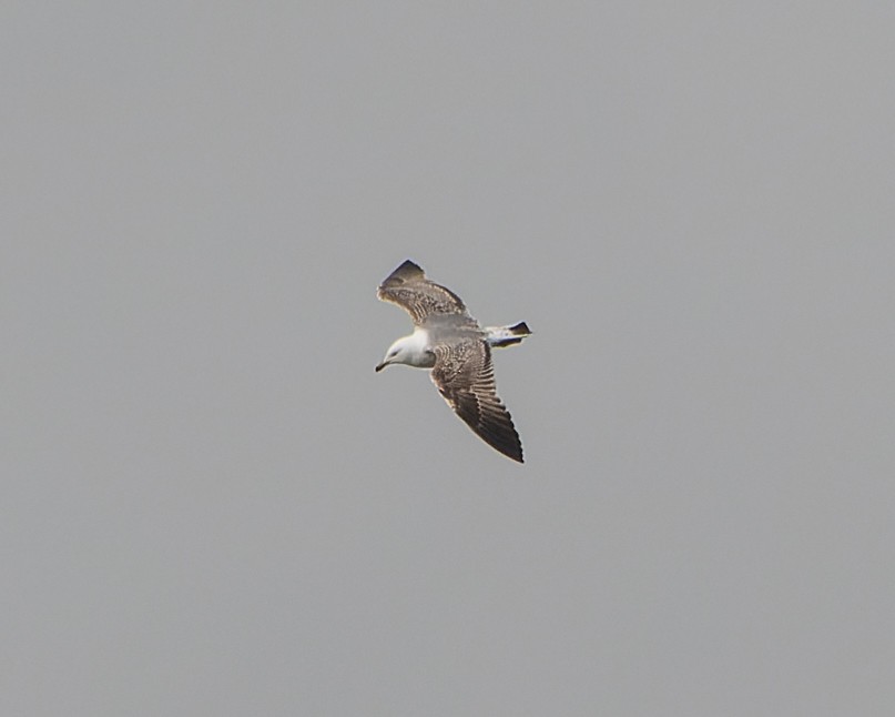 Yellow-legged Gull - ML620820783