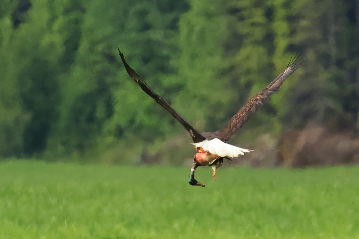 Bald Eagle - ML620820784