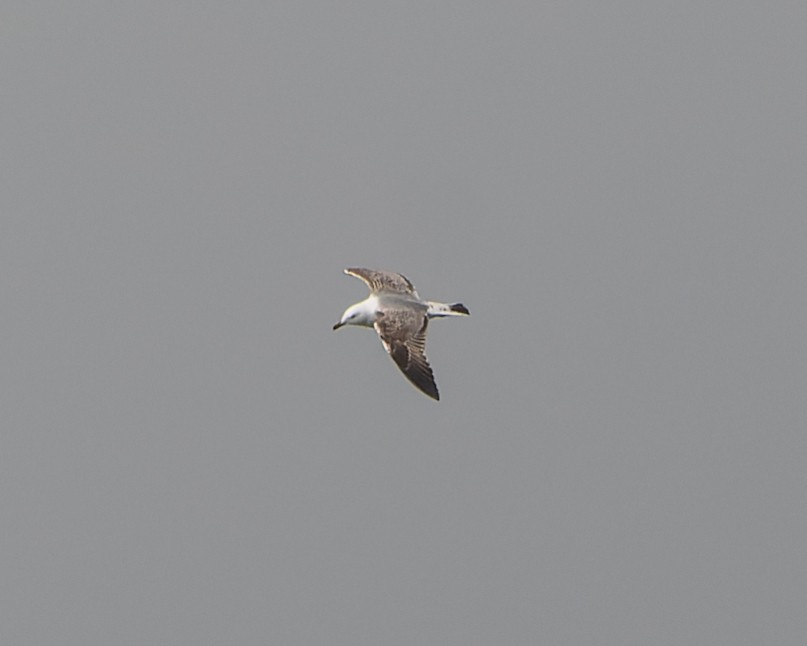 Yellow-legged Gull - ML620820785