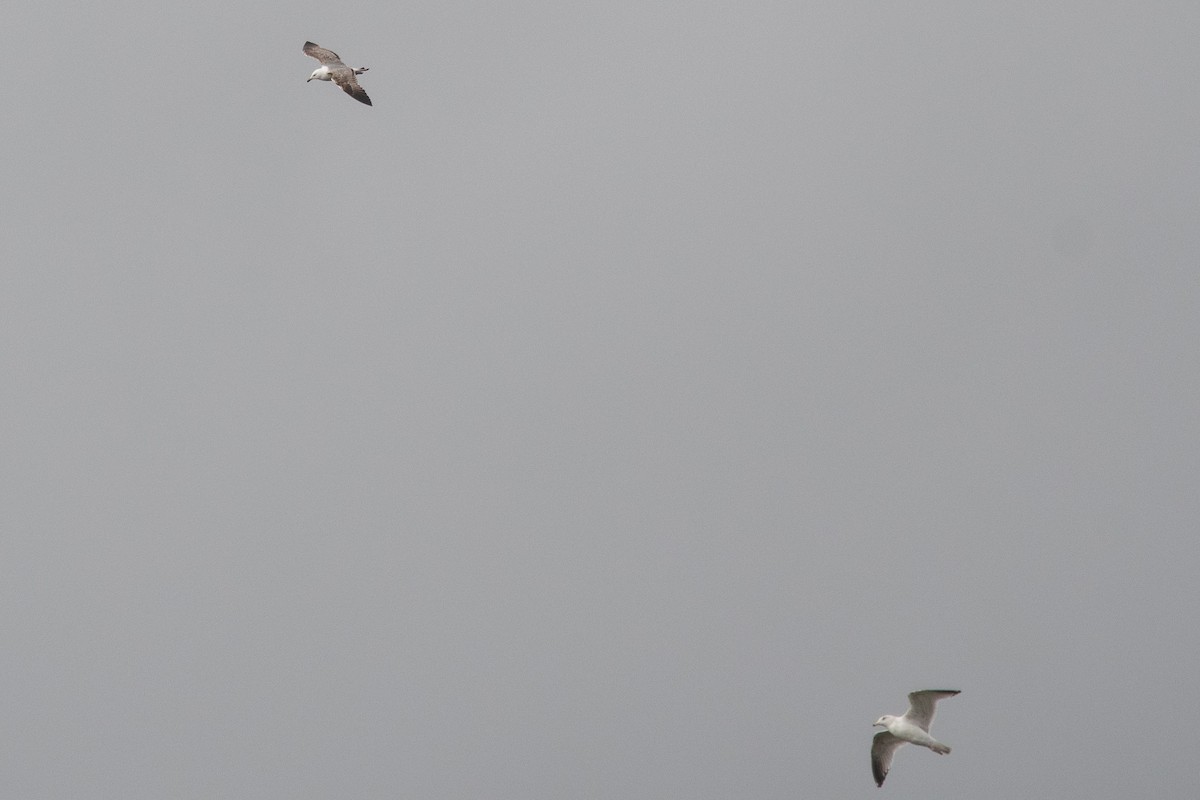 Yellow-legged Gull - ML620820788