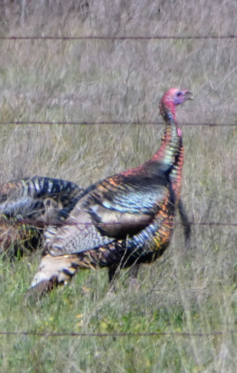 Wild Turkey - ML620820790