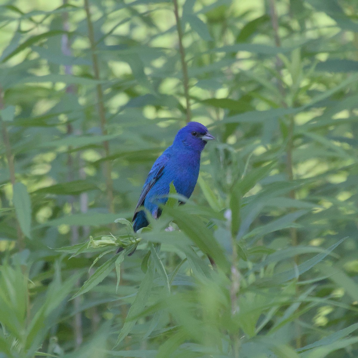 Indigo Bunting - ML620820792