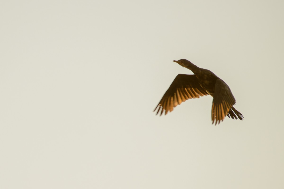 African Black Duck - ML620820793