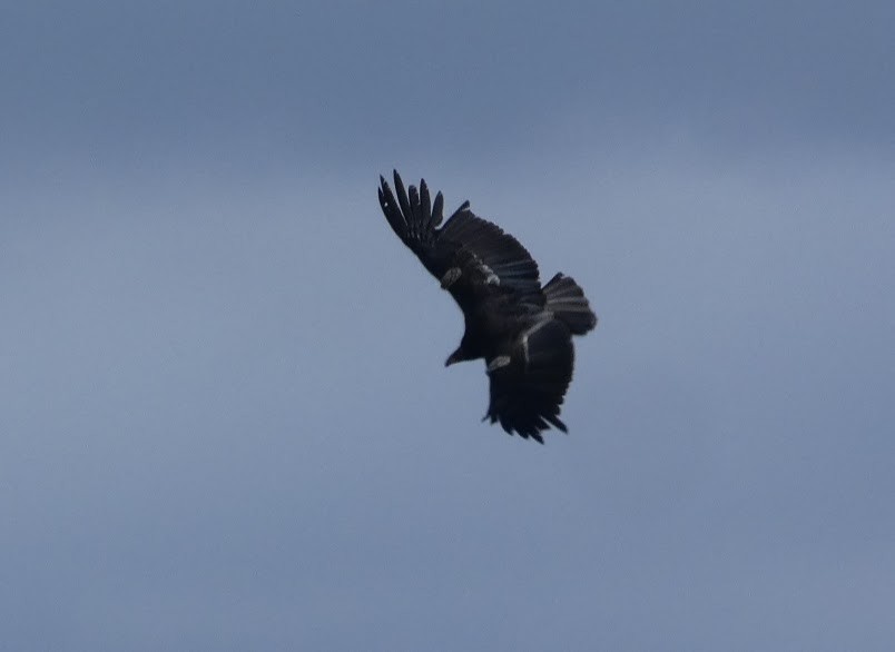 California Condor - ML620820798