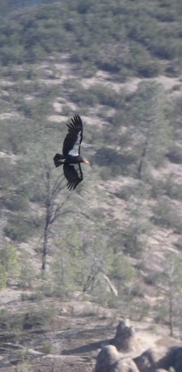 Condor de Californie - ML620820799