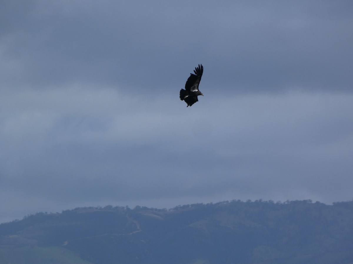 California Condor - ML620820801