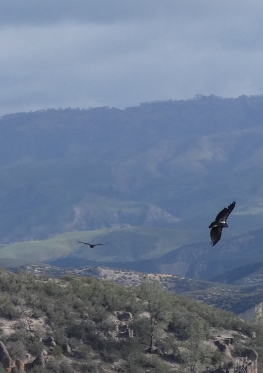 California Condor - ML620820802