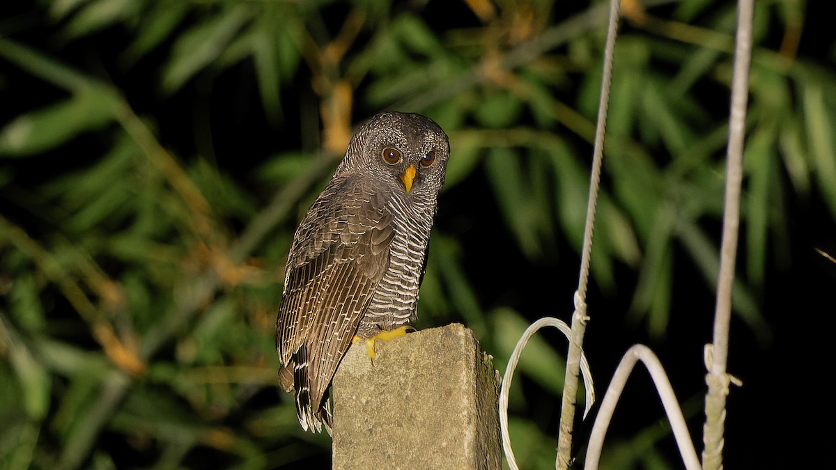 Black-banded Owl - ML620820803