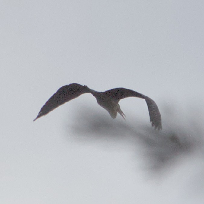 Great Blue Heron - ML620820805