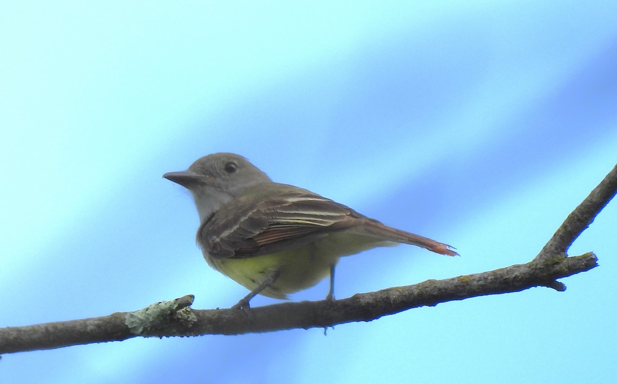 Great Crested Flycatcher - ML620820806