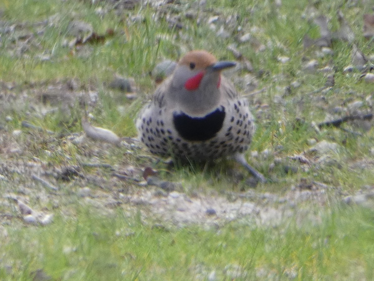 Northern Flicker - ML620820808